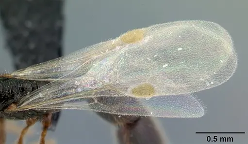 Parasyscia imerinensis specimen CASENT0097099 image casent0097099_4
