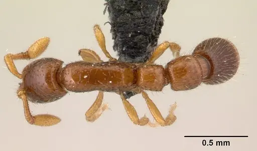 Parasyscia imerinensis specimen CASENT0492142 image casent0492142_1
