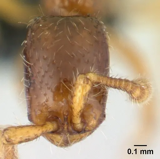 Parasyscia imerinensis specimen CASENT0492142 image casent0492142_2