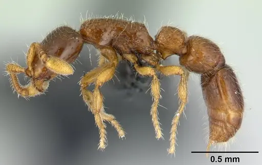 Parasyscia imerinensis specimen CASENT0492142 image casent0492142_3
