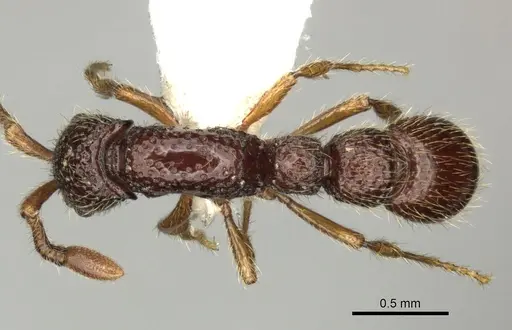 Parasyscia inconspicua specimen CASENT0249313 image casent0249313_1