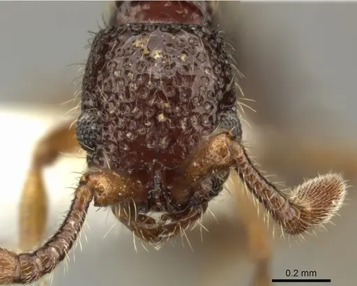 Parasyscia inconspicua specimen CASENT0249313 image casent0249313_2