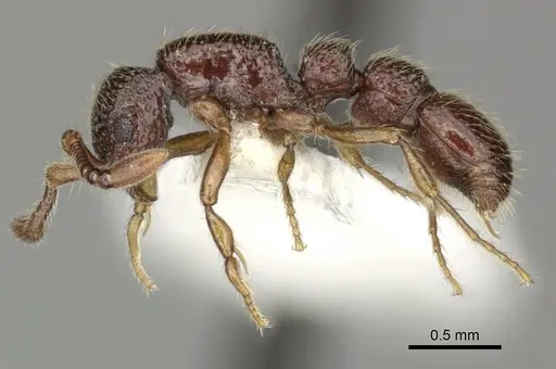 Parasyscia inconspicua specimen CASENT0249313 image casent0249313_3