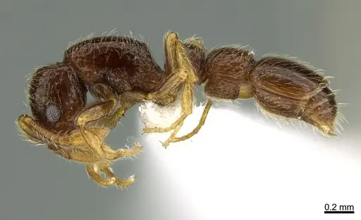 Parasyscia inconspicua specimen CASENT0434519 image casent0434519_1