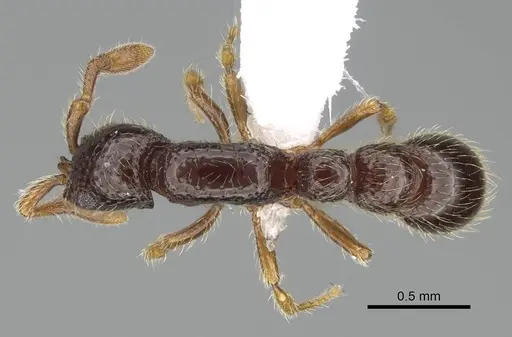 Parasyscia inconspicua specimen CASENT0434520 image casent0434520_1