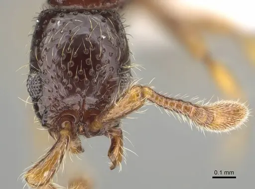 Parasyscia inconspicua specimen CASENT0434520 image casent0434520_2
