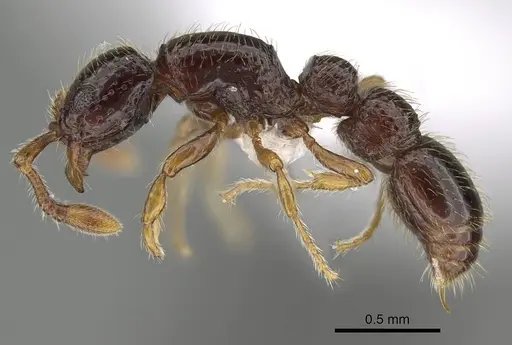Parasyscia inconspicua specimen CASENT0434520 image casent0434520_3