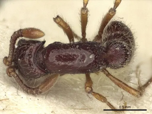 Parasyscia inconspicua specimen CASENT0916593 image casent0916593_1
