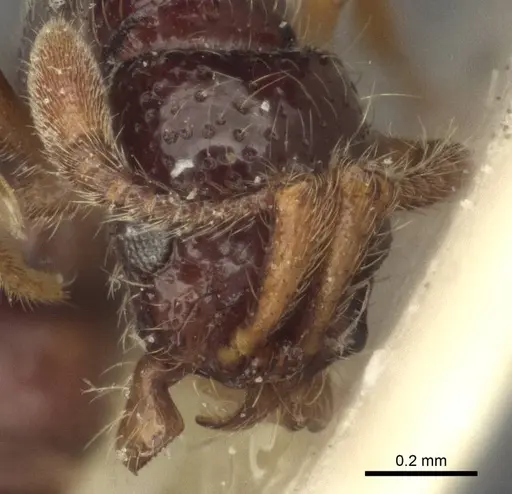 Parasyscia inconspicua specimen CASENT0916593 image casent0916593_2