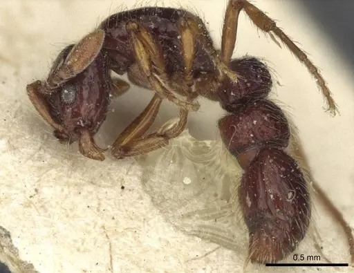 Parasyscia inconspicua specimen CASENT0916593 image casent0916593_3