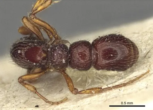Parasyscia inconspicua specimen CASENT0916593 image casent0916593_4