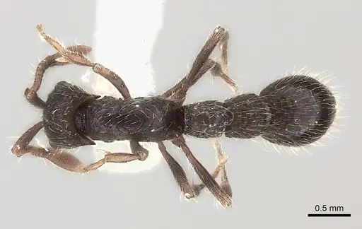 Parasyscia indica specimen CASENT0217387 image casent0217387_1