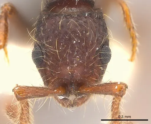 Parasyscia indica specimen CASENT0217387 image casent0217387_2