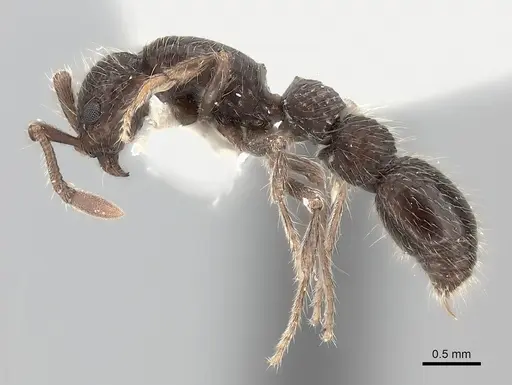 Parasyscia indica specimen CASENT0217387 image casent0217387_3