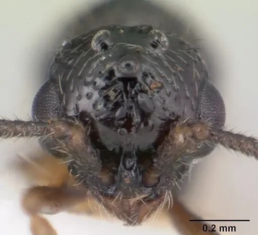 Parasyscia kenyensis specimen CASENT0178205 image casent0178205_2