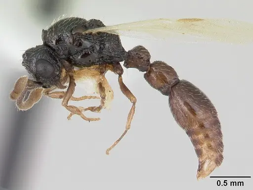 Parasyscia kenyensis specimen CASENT0178205 image casent0178205_3