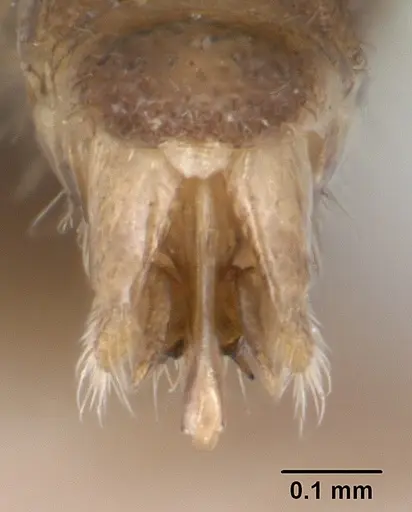 Parasyscia kenyensis specimen CASENT0178205 image casent0178205_4