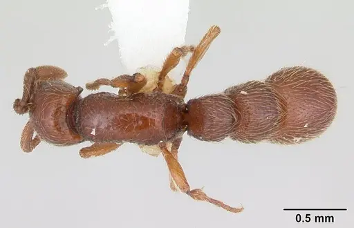 Parasyscia kenyensis specimen CASENT0178206 image casent0178206_1