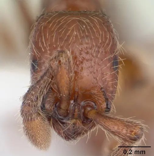Parasyscia kenyensis specimen CASENT0178206 image casent0178206_2