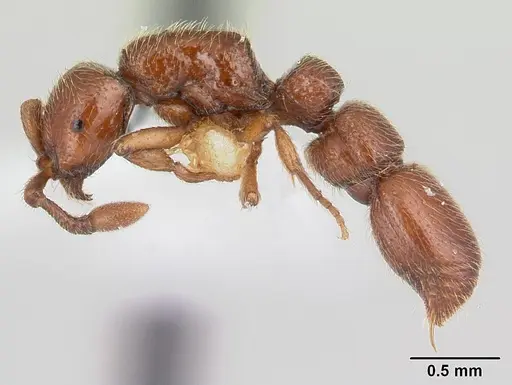 Parasyscia kenyensis specimen CASENT0178206 image casent0178206_3