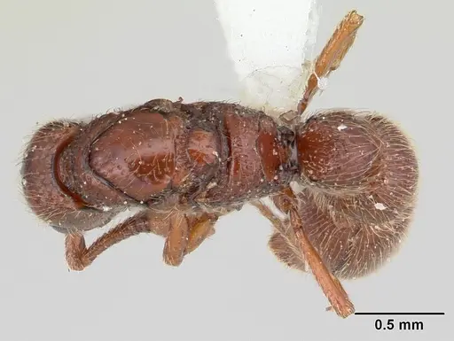 Parasyscia kenyensis specimen CASENT0178207 image casent0178207_1