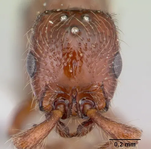 Parasyscia kenyensis specimen CASENT0178207 image casent0178207_2