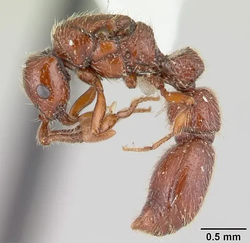Parasyscia kenyensis specimen CASENT0178207 image casent0178207_3
