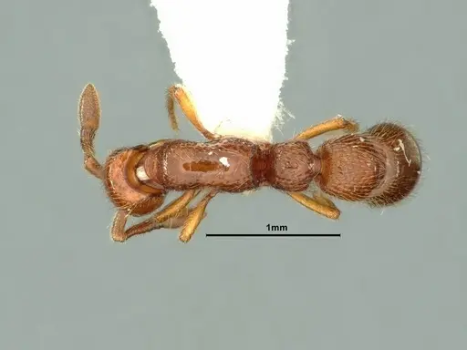 Parasyscia kenyensis specimen CASENT0883443 image casent0883443_1