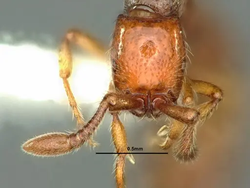 Parasyscia kenyensis specimen CASENT0883443 image casent0883443_2
