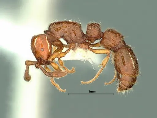 Parasyscia kenyensis specimen CASENT0883443 image casent0883443_3