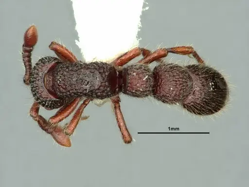 Parasyscia kodecorum specimen CASENT0883444 image casent0883444_1