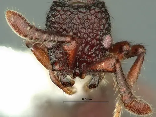 Parasyscia kodecorum specimen CASENT0883444 image casent0883444_2