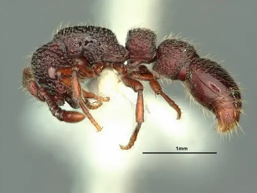 Parasyscia kodecorum specimen CASENT0883444 image casent0883444_3