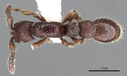 Parasyscia kodecorum specimen CASENT0902722 image casent0902722_1