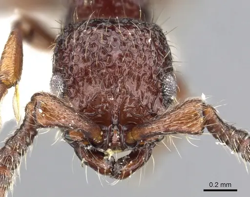 Parasyscia kodecorum specimen CASENT0902722 image casent0902722_2