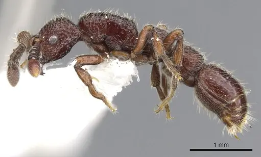 Parasyscia kodecorum specimen CASENT0902722 image casent0902722_3