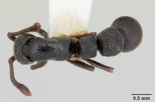 Parasyscia lamborni specimen CASENT0178208 image casent0178208_1