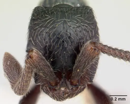 Parasyscia lamborni specimen CASENT0178208 image casent0178208_2