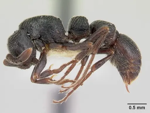 Parasyscia lamborni specimen CASENT0178208 image casent0178208_3