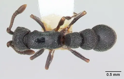 Parasyscia lamborni specimen CASENT0178246 image casent0178246_1