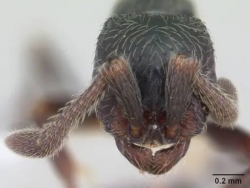 Parasyscia lamborni specimen CASENT0178246 image casent0178246_2