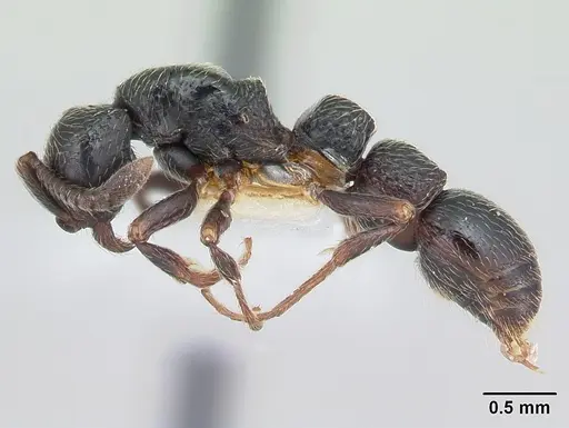 Parasyscia lamborni specimen CASENT0178246 image casent0178246_3
