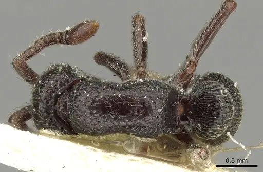 Parasyscia lamborni specimen CASENT0902711 image casent0902711_1