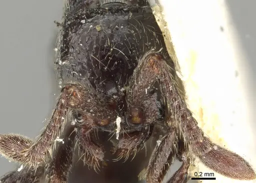 Parasyscia lamborni specimen CASENT0902711 image casent0902711_2