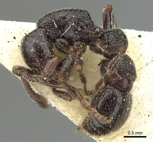 Parasyscia lamborni specimen CASENT0902711 image casent0902711_3
