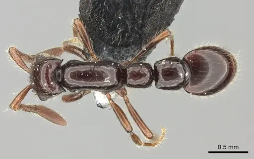 Parasyscia lindrothi specimen CASENT0175801 image casent0175801_1