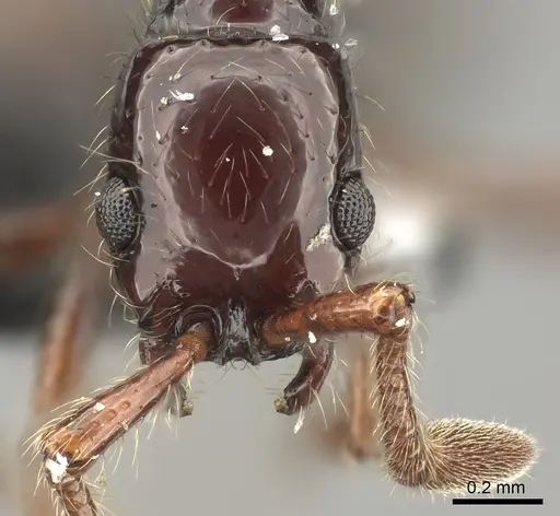 Parasyscia lindrothi specimen CASENT0175801 image casent0175801_2