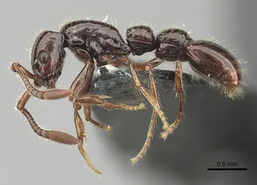 Parasyscia lindrothi specimen CASENT0175801 image casent0175801_3