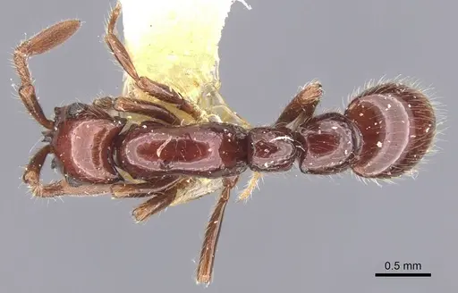Parasyscia lindrothi specimen CASENT0911259 image casent0911259_1
