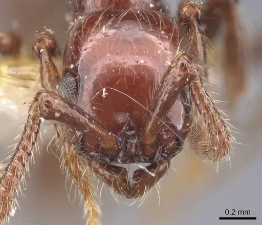 Parasyscia lindrothi specimen CASENT0911259 image casent0911259_2